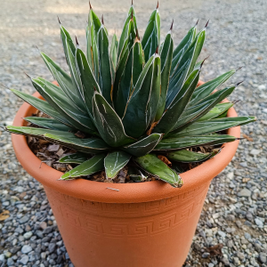 Agave victoriae-reginae (Agáve kráľovská) - výška 10-15 cm, ⌀ 20-30 cm, kont. C6L (-20°C)